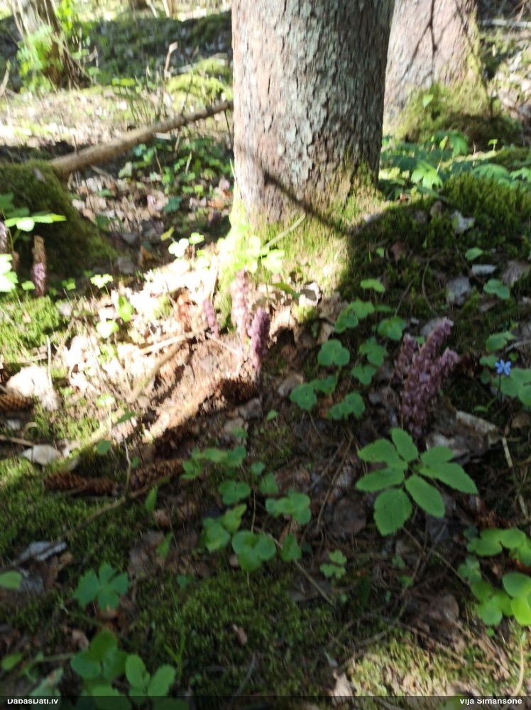 Петров крест чешуйчатый