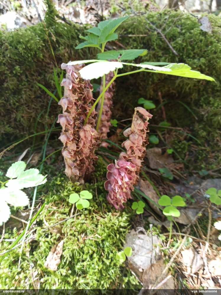 Петров крест чешуйчатый