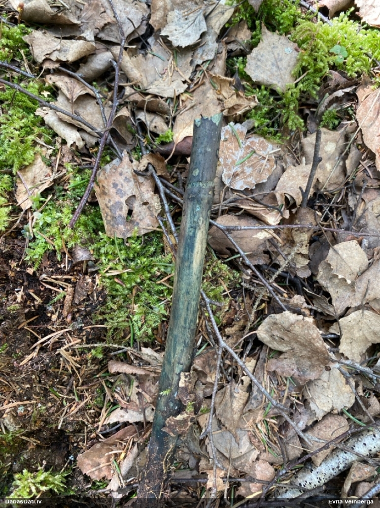 Zilzaļā hlorociborija