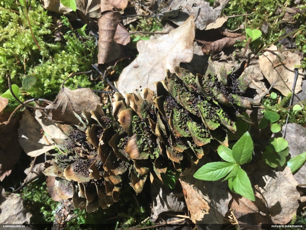 Egļu čiekuru rūsa