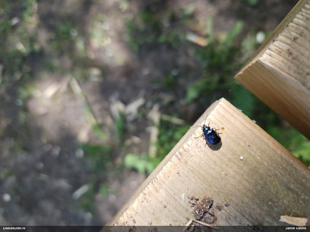 Alkšņu zilais lapgrauzis