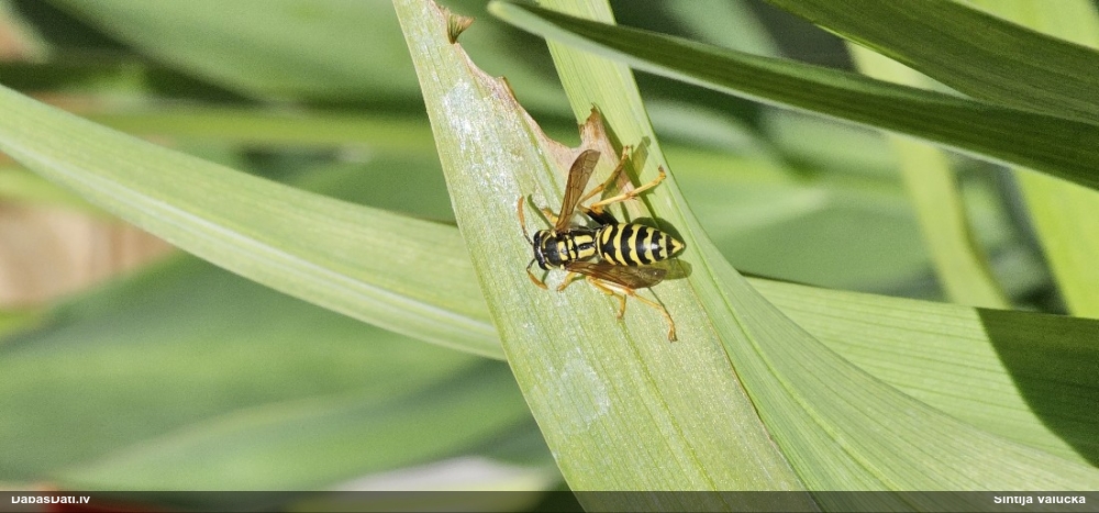 Papīrlapsene Polistes dominula