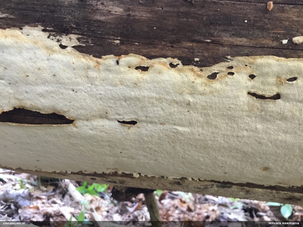 Antrodija (nenoteikta)