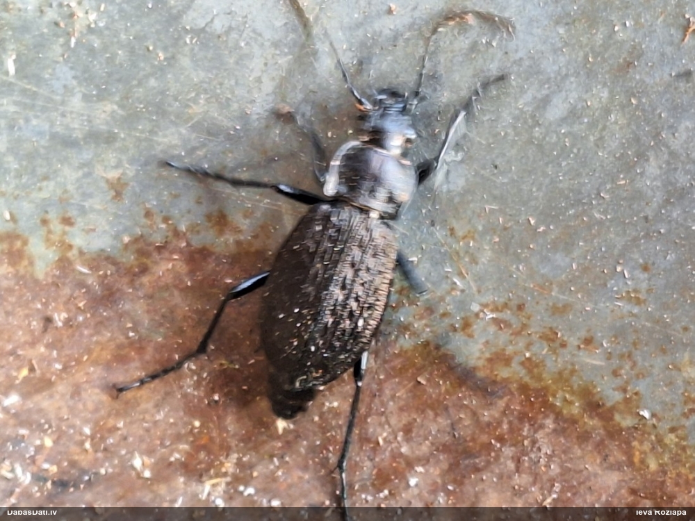 Skrejvabole Carabus granulatus