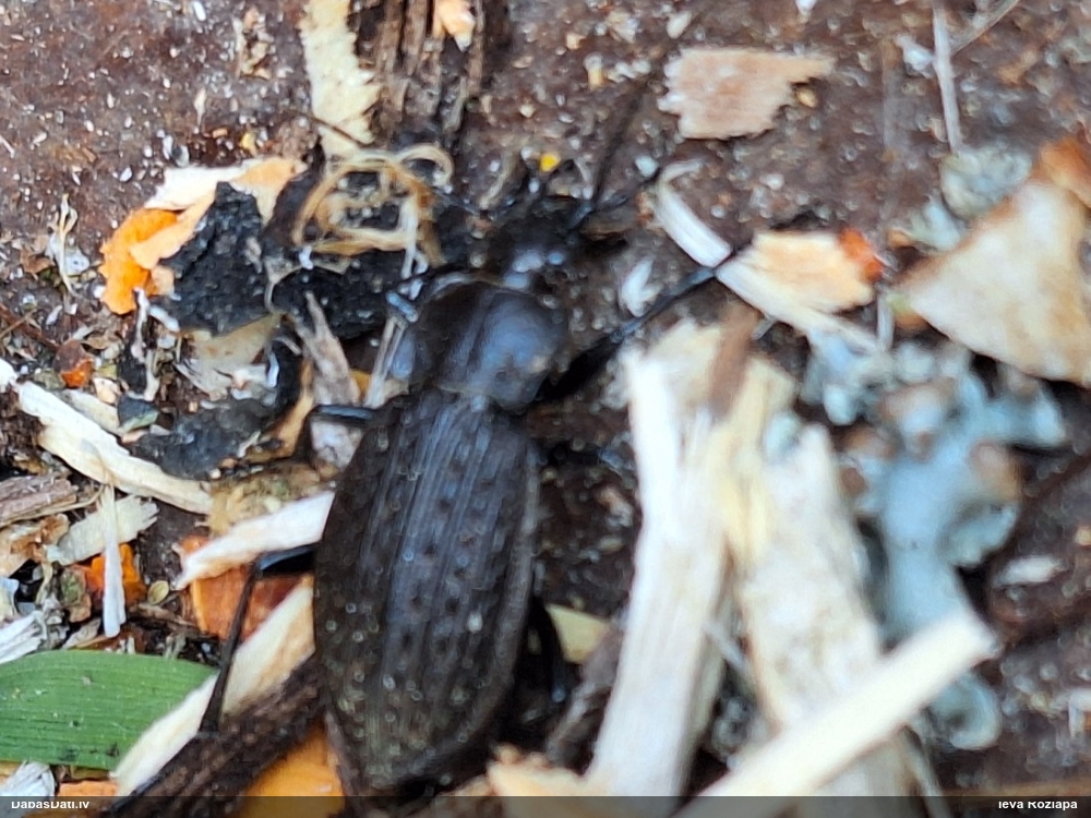 Skrejvabole Carabus granulatus