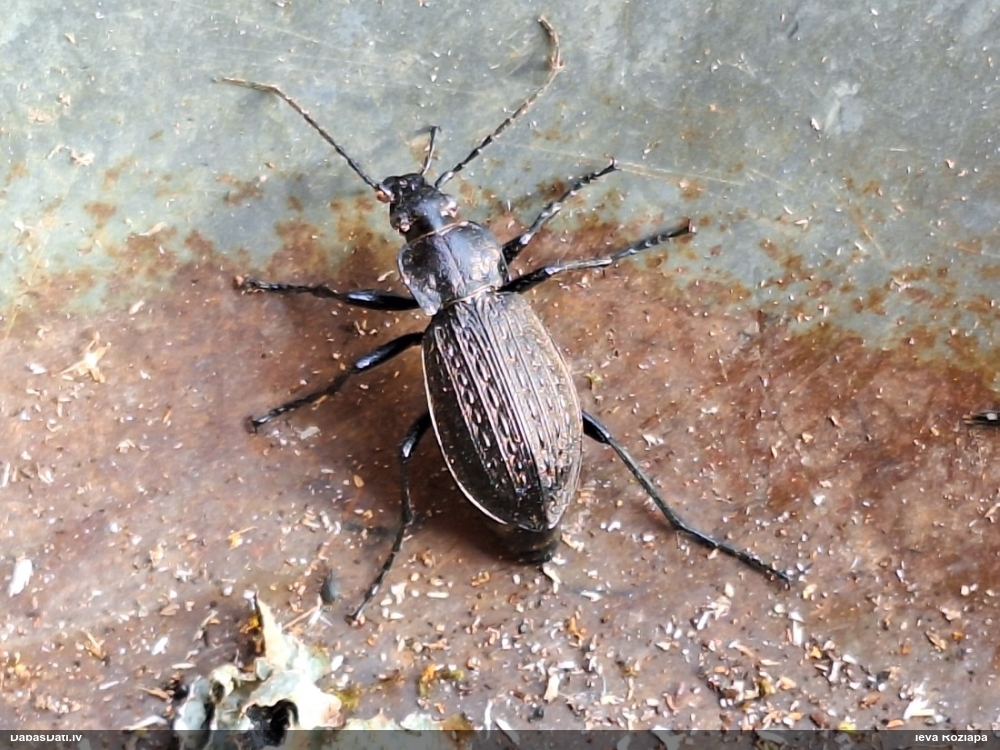 Skrejvabole Carabus granulatus