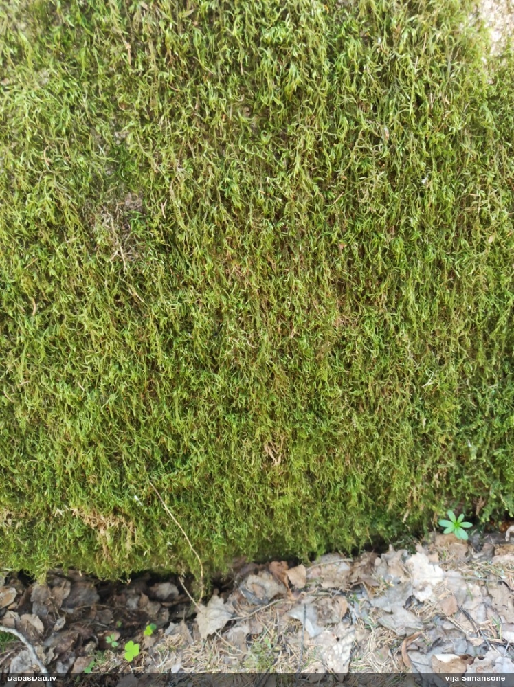 Lapsastes vienādvācelīte