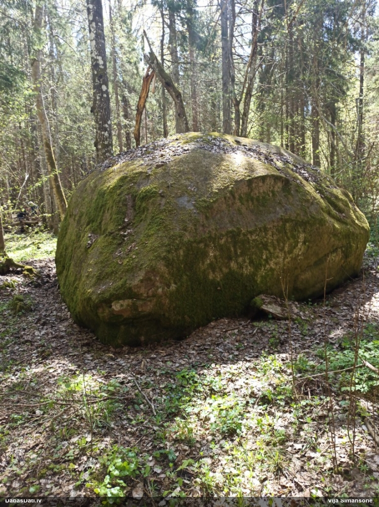 Lapsastes vienādvācelīte