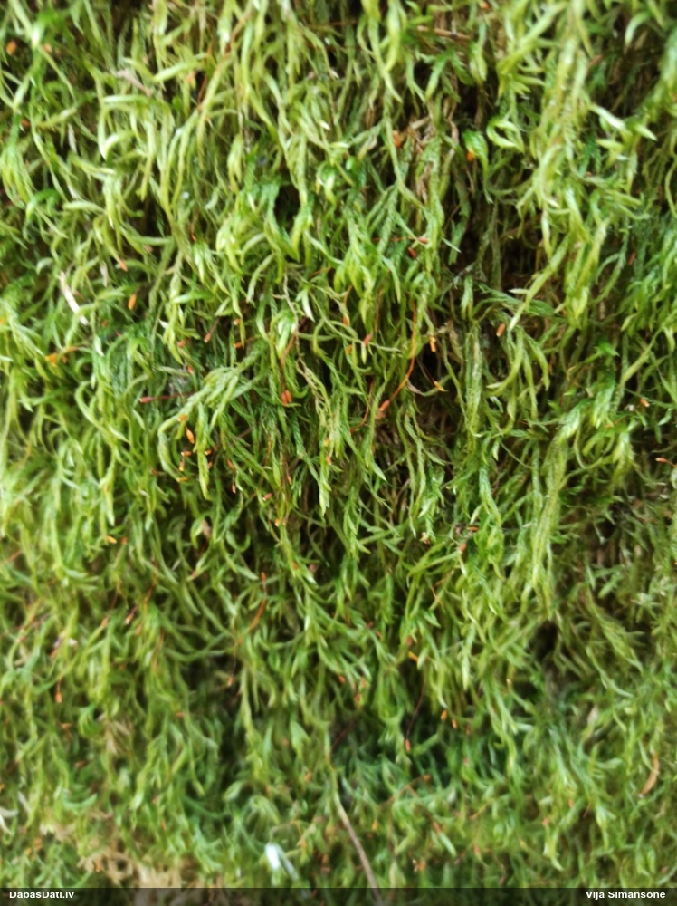 Lapsastes vienādvācelīte