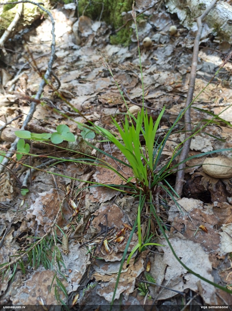 осока пальчатая