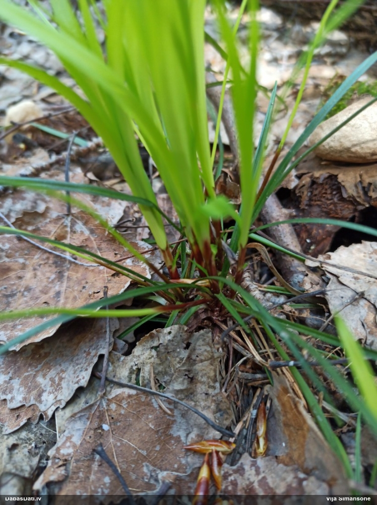 осока пальчатая