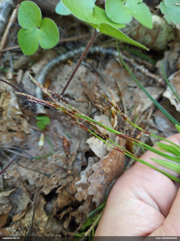 осока пальчатая