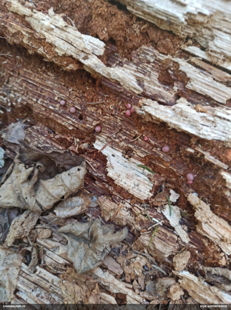 Vilkpienaine (nenoteikta)