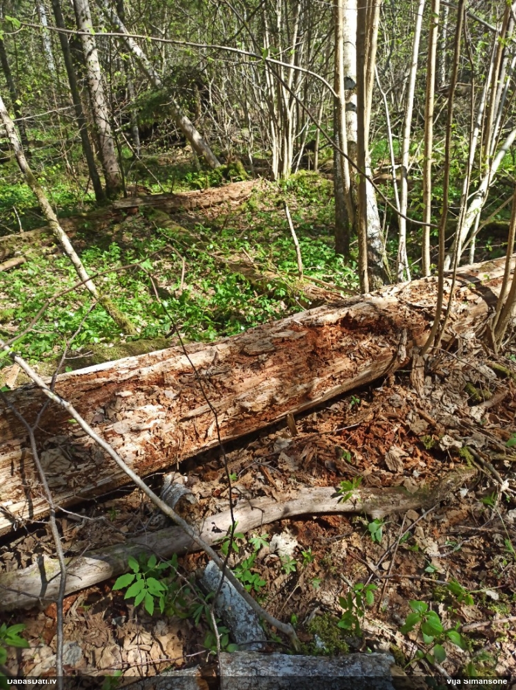 Vilkpienaine (nenoteikta)