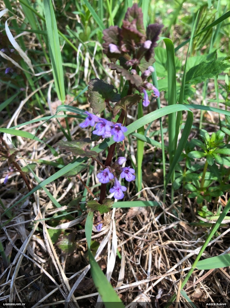 будра плющевидная