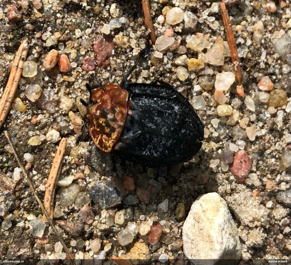 Sarkankrūšu līķvabole