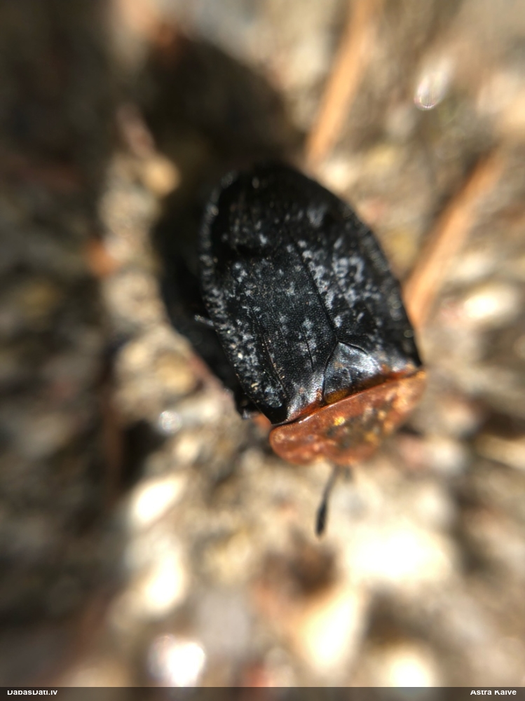 Sarkankrūšu līķvabole