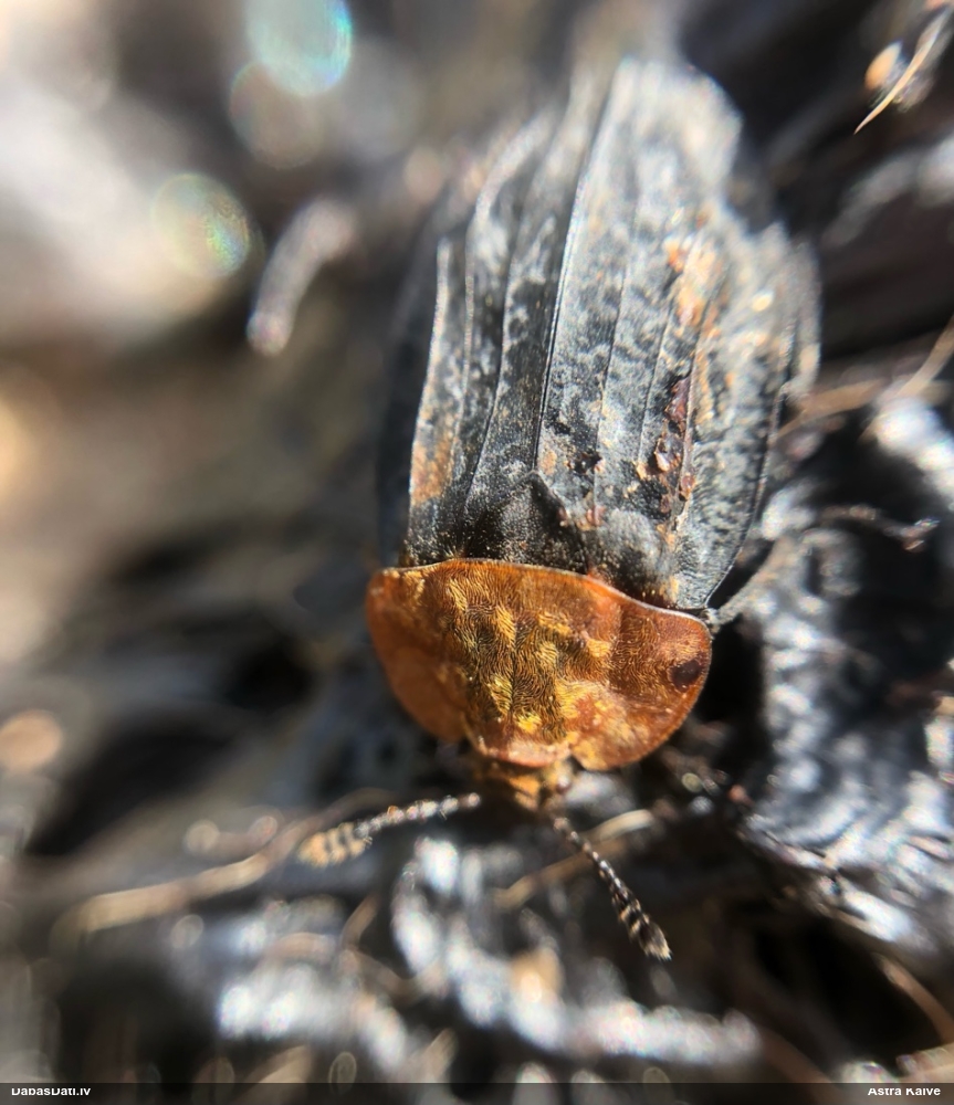 Sarkankrūšu līķvabole