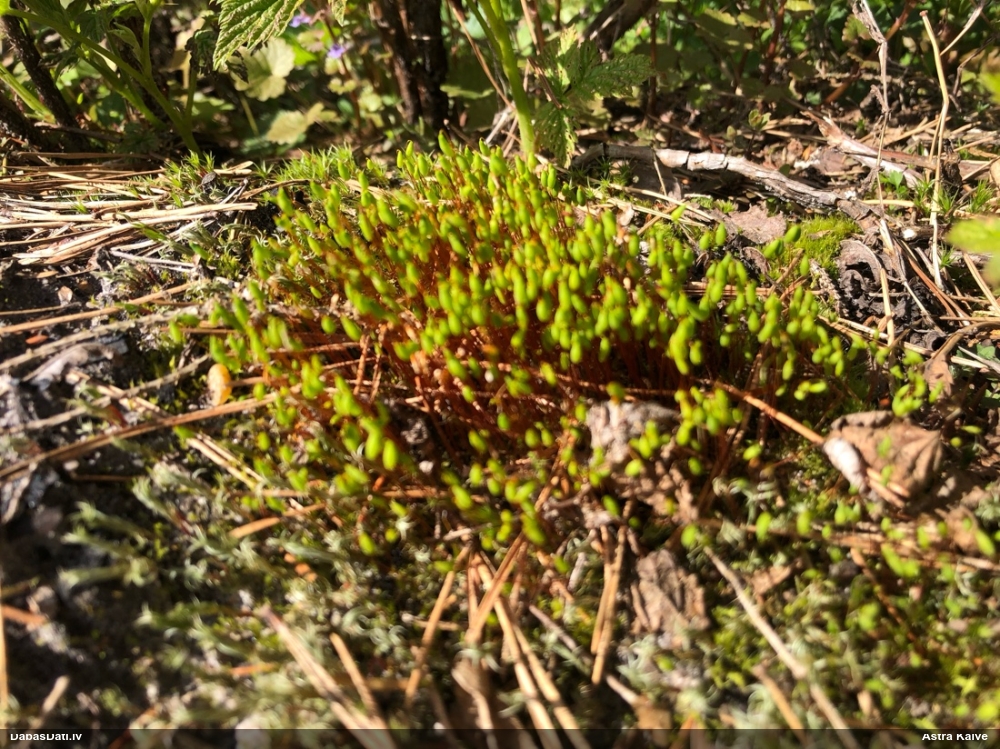 Nokarvācelīšu polija