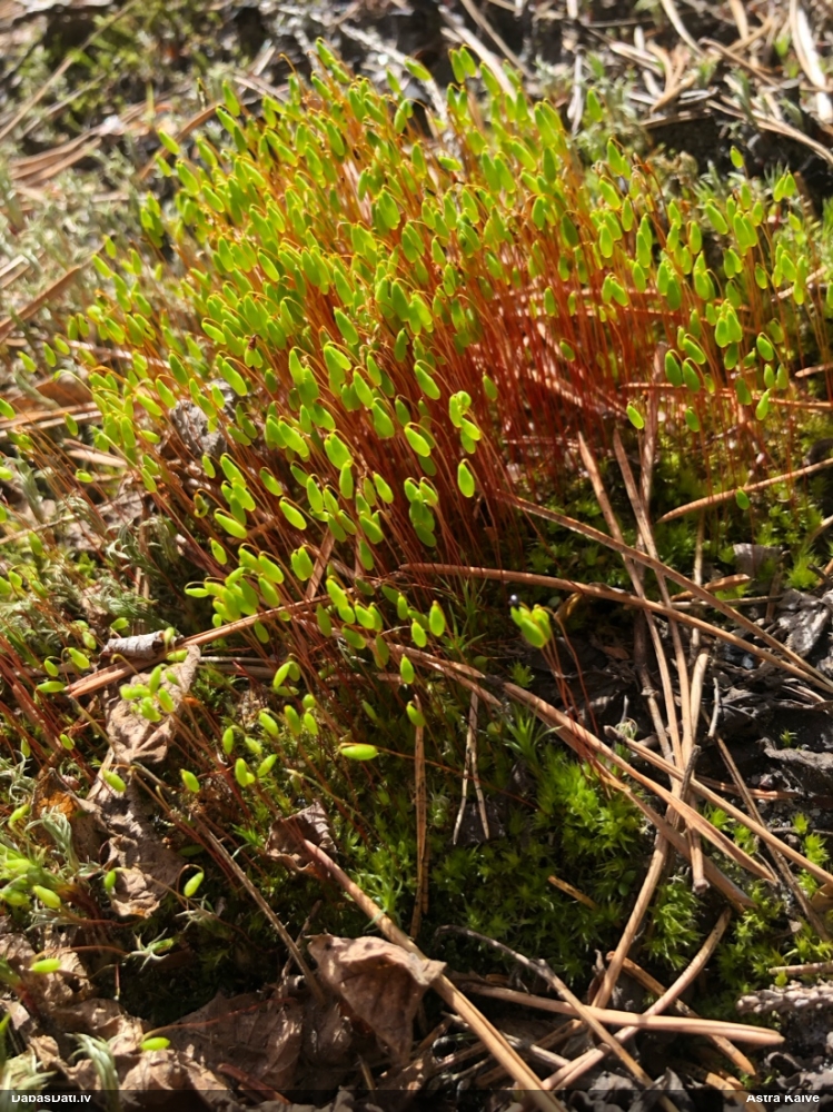 Nokarvācelīšu polija