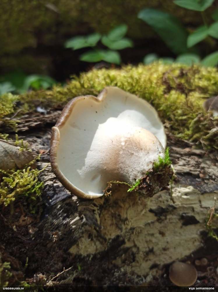 Skropstainā kātiņpiepe