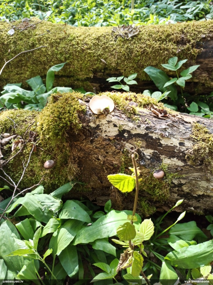 Skropstainā kātiņpiepe