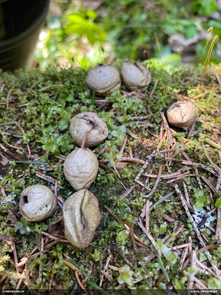 грушевидный дождевик