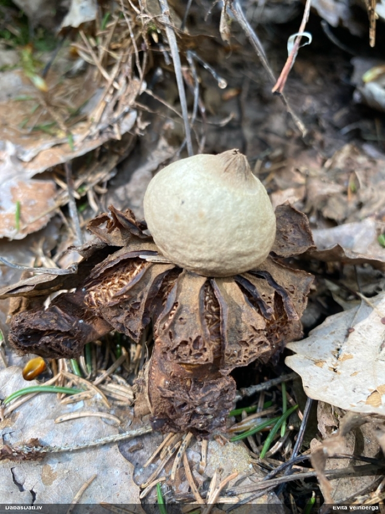 Rūsganā zemeszvaigzne