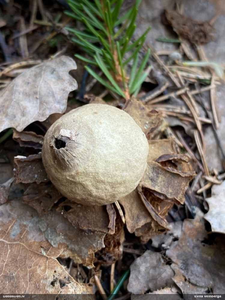 Rūsganā zemeszvaigzne