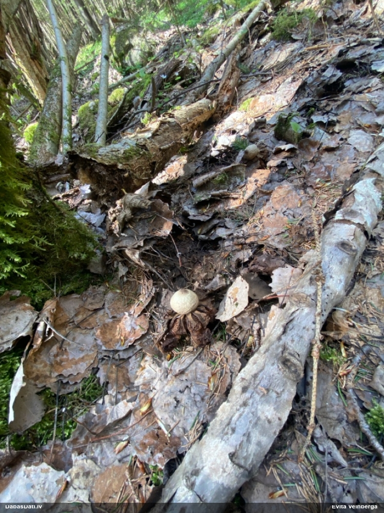 Rūsganā zemeszvaigzne