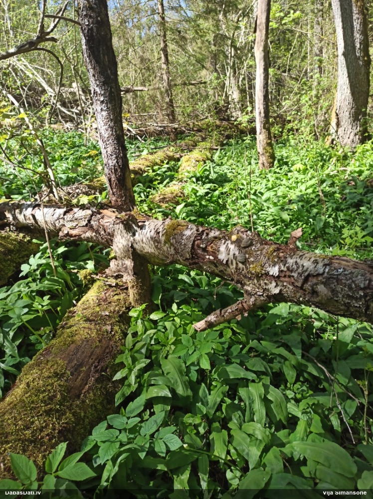 Neīstais pūpēdis, parastais gļotpūpēdis