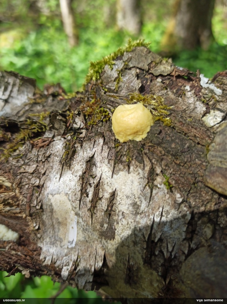 Neīstais pūpēdis, parastais gļotpūpēdis