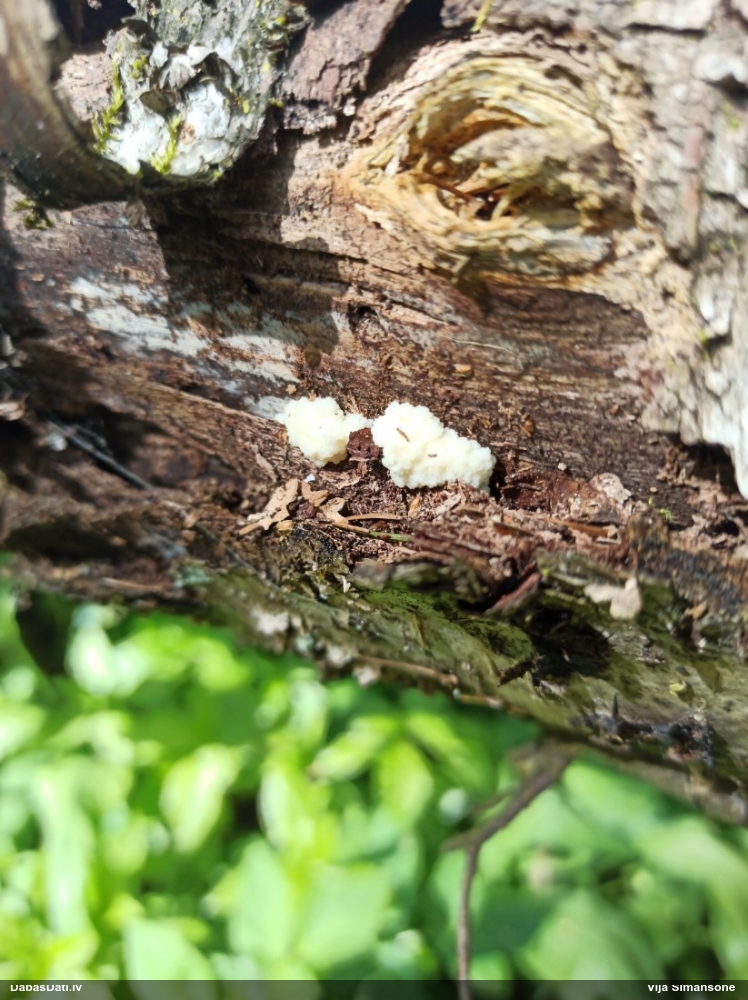 Neīstais pūpēdis, parastais gļotpūpēdis