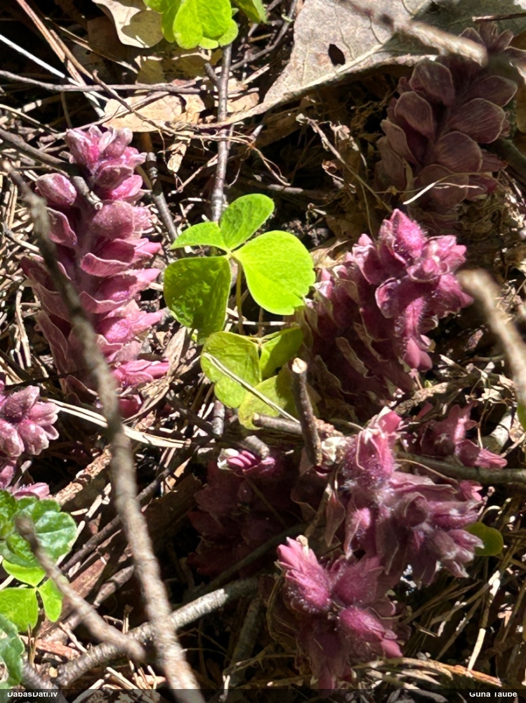 Петров крест чешуйчатый