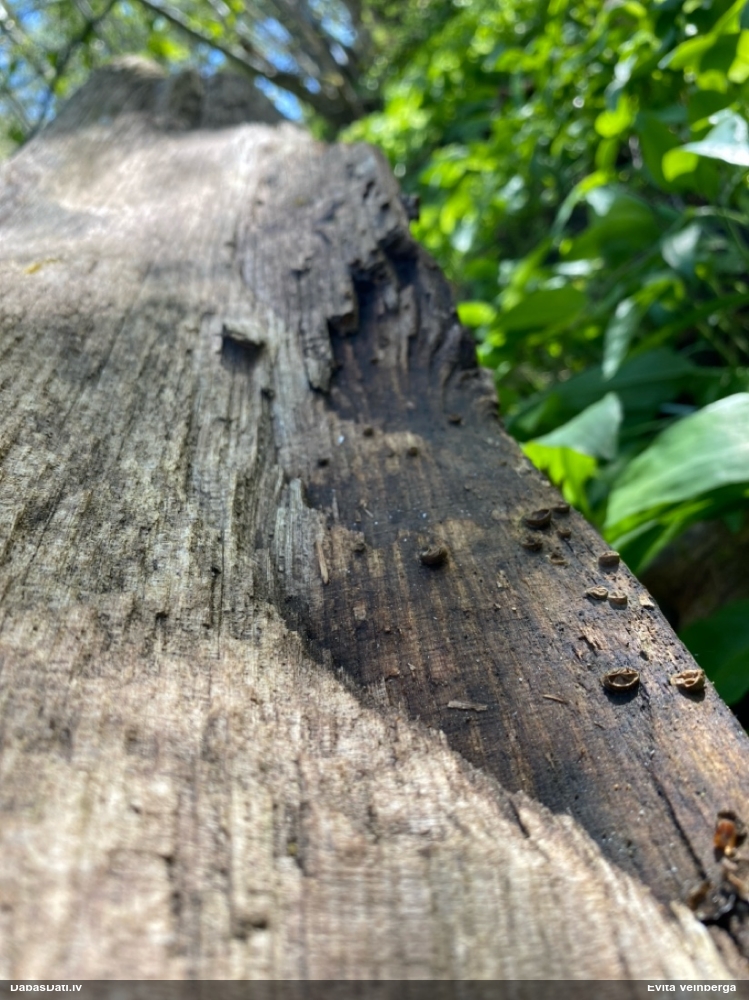 Vilkpienaine (nenoteikta)