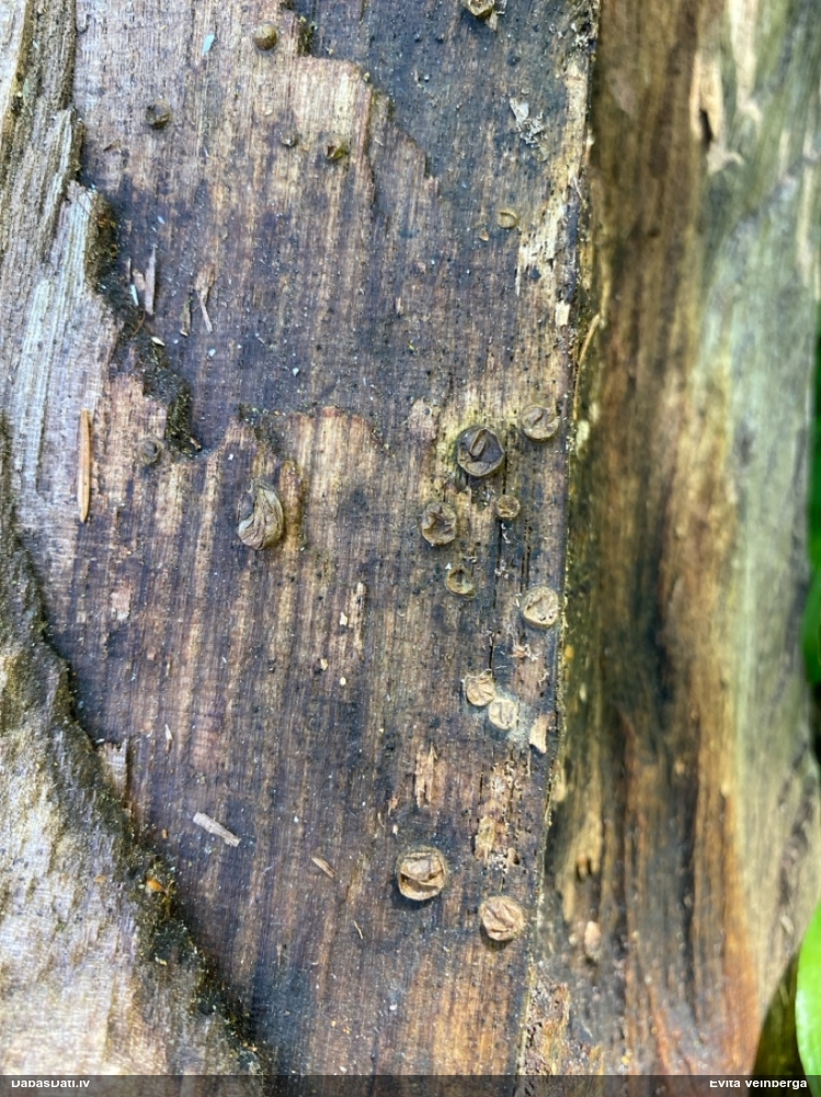 Vilkpienaine (nenoteikta)