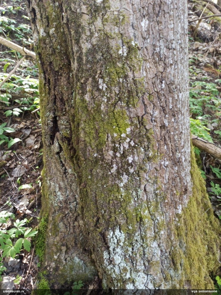 Dakšveida mecgērija