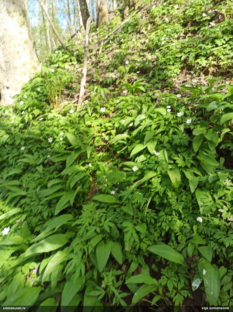 зубянка клубненосная