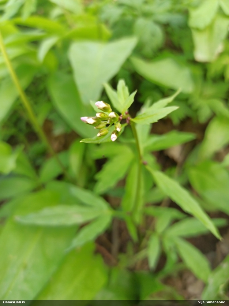 зубянка клубненосная