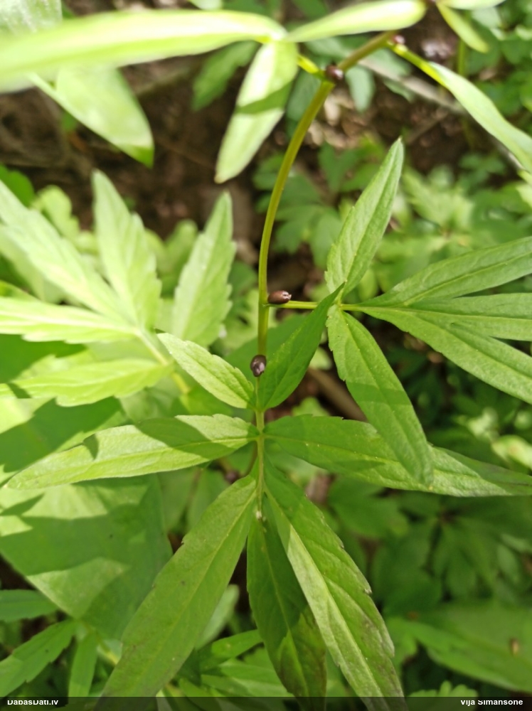 зубянка клубненосная