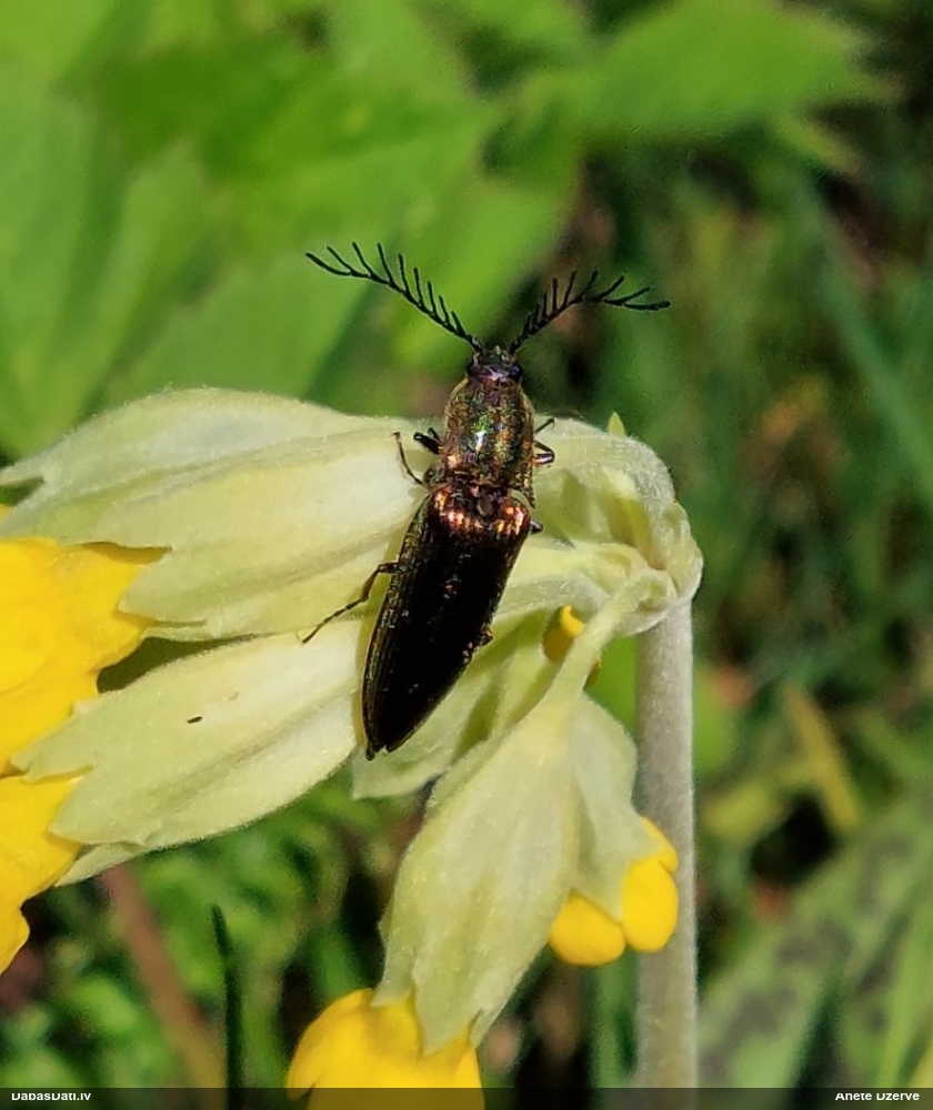 Sprakšķis Ctenicera pectinicornis