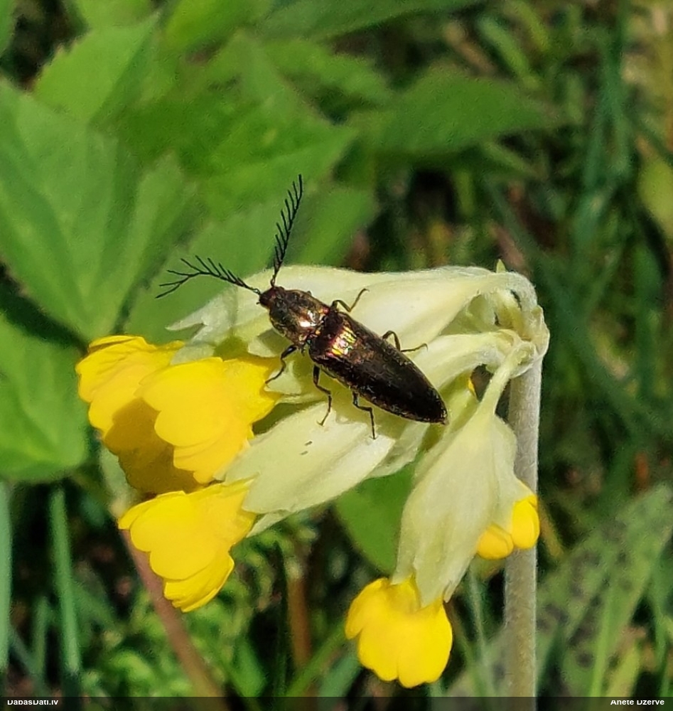 Sprakšķis Ctenicera pectinicornis