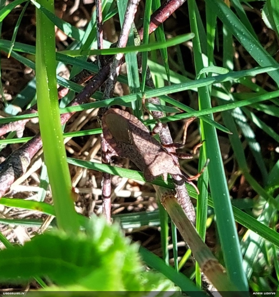 Skābeņu-vīgriežu ornamentblakts