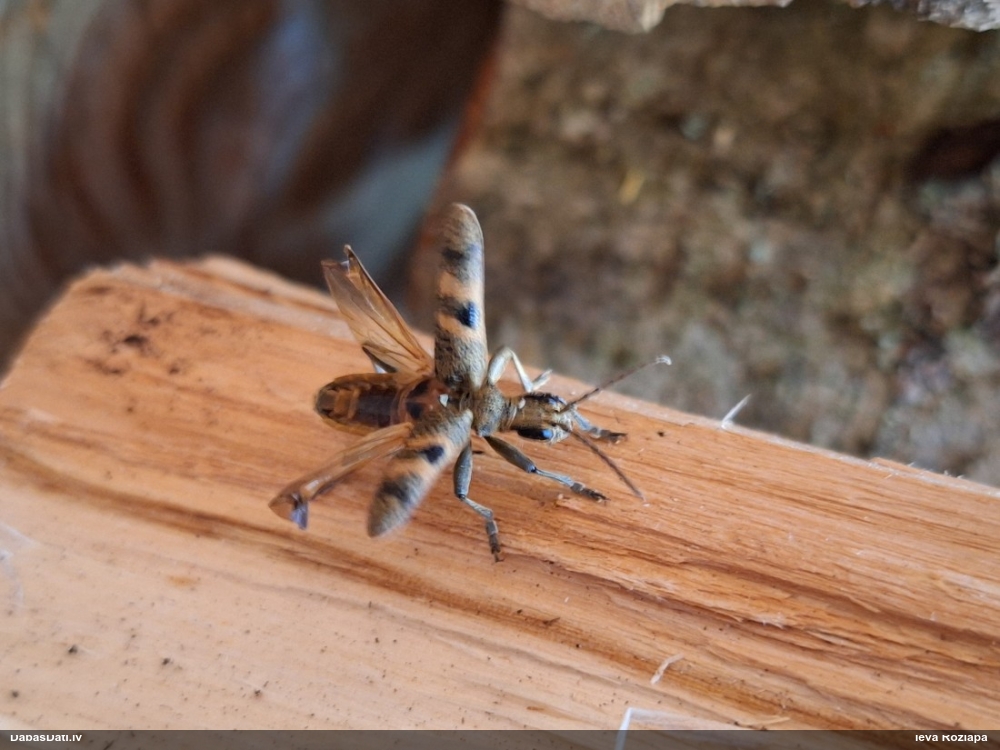 Lapkoku ligzdu koksngrauzis