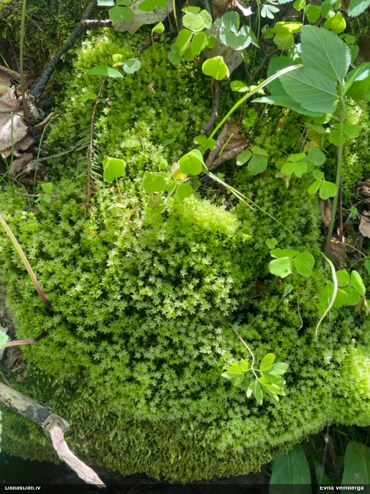 Viengada skrajlapīte