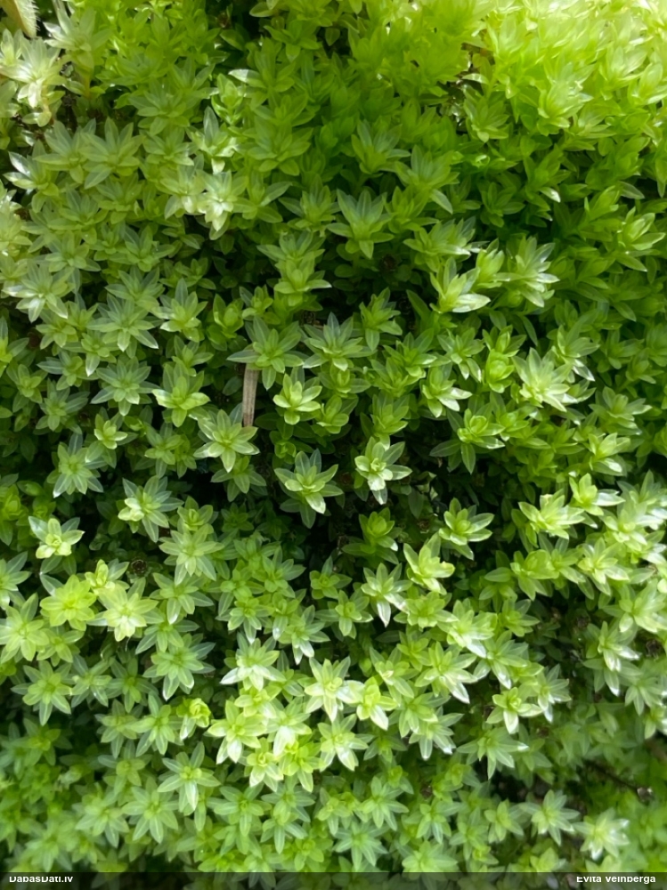 Viengada skrajlapīte