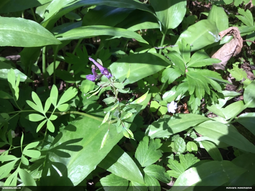 хохлатка плотная