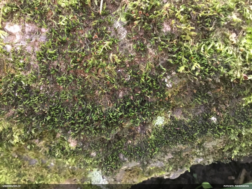 Parastā šķeltcepurene