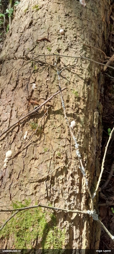 Neīstais pūpēdis, parastais gļotpūpēdis