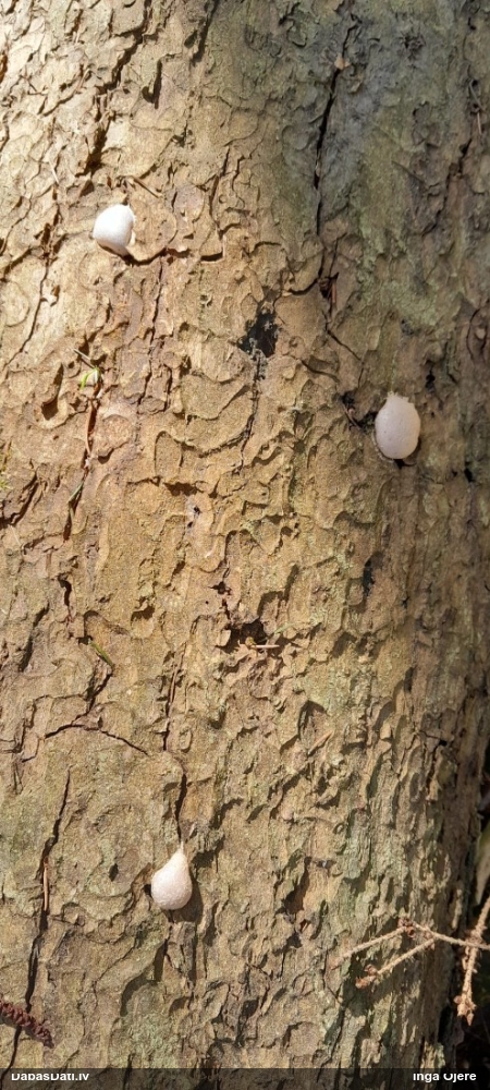 Neīstais pūpēdis, parastais gļotpūpēdis